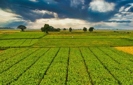 large scale crop production​