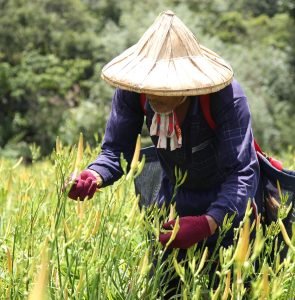 farmer, agriculture, taiwan, farming, harvest
